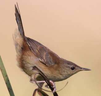 Bradypterus baboecala (Little rush-warbler, African sedge-warbler)