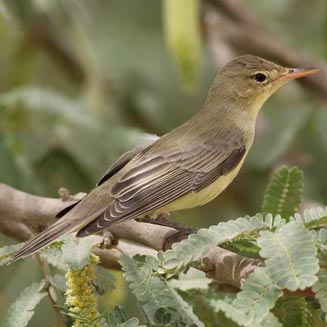 Hippolais icterina (Icterine warbler)