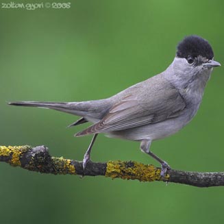 Sylvia atricapilla (Blackcap, Eurasian blackcap) 