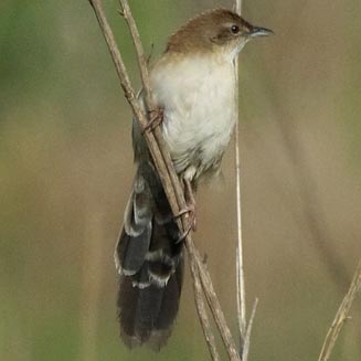 Schoenicola brevirostris (Broad-tailed warbler)