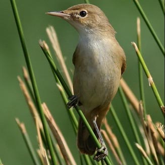 Acrocephalus scirpaceus (Eurasian reed-warbler, European reed-warbler)