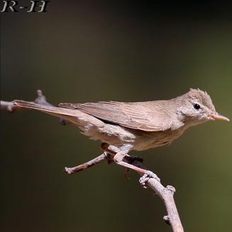 Acrocephalus palustris (Marsh warbler, European marsh-warbler) 