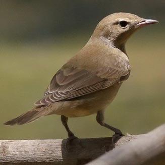 Sylvia borin (Garden warbler) 