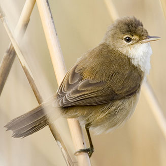 Acrocephalus gracilirostris (Lesser swamp-warbler, Cape reed-warbler)