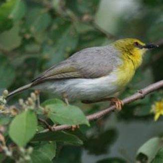 Eremomela scotops (Green-capped eremomela) 