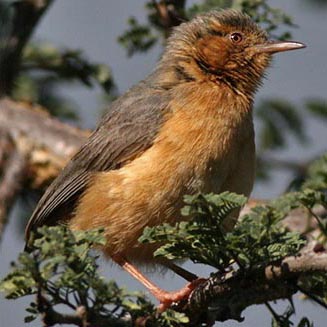 Sylvietta whytii (Red-faced crombec) 