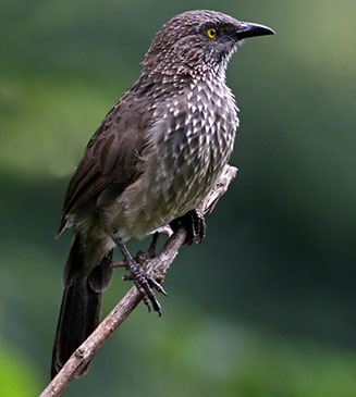 Turdoides jardineii (Arrow-marked babbler)