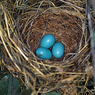 Turdoides jardineii (Arrow-marked babbler)