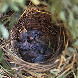 Turdoides hartlaubii (Hartlaub's babbler) 