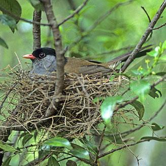 Lioptilus nigricapillus (Bush blackcap)
