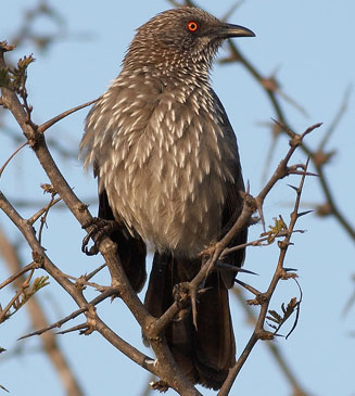 Turdoides jardineii (Arrow-marked babbler)
