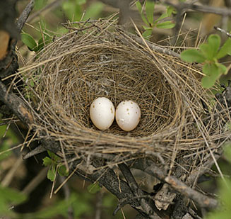 Parisoma subcaeruleum (Chestnut-vented tit-babbler, Tit-babbler)