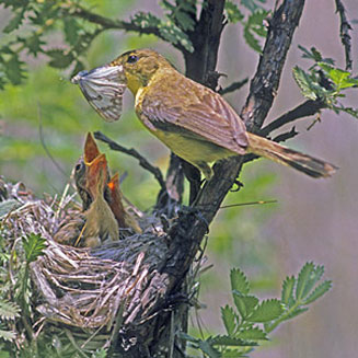 Chloropeta natalensis (Dark-capped yellow warbler, African yellow warbler)