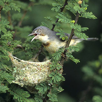 Eremomela usticollis (Burnt-necked eremomela)
