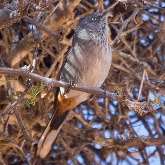 Parisoma subcaeruleum (Chestnut-vented tit-babbler, Tit-babbler)