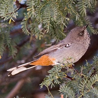 Parisoma subcaeruleum (Chestnut-vented tit-babbler, Tit-babbler)