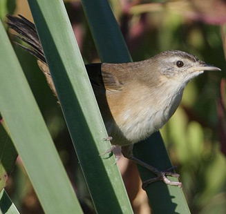 Bradypterus baboecala (Little rush-warbler, African sedge-warbler)