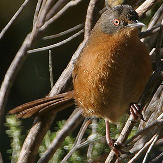 Cryptillas victorini (Victorin's warbler)