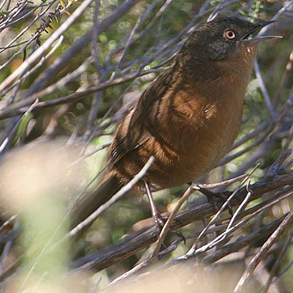 Cryptillas victorini (Victorin's warbler)