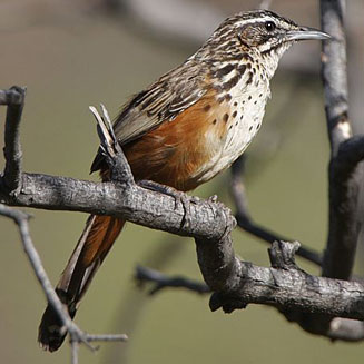 Achaetops pycnopygius (Rockrunner) 