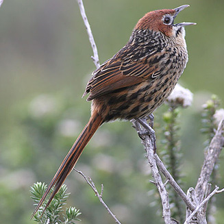 Sphenoeacus afer (Cape grassbird)
