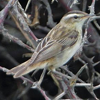 Acrocephalus schoenobaenus (Sedge warbler, European sedge-warbler) 