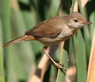 Acrocephalus baeticatus (African reed-warbler, African marsh-warbler)