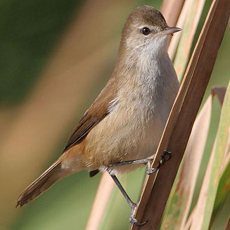 Acrocephalus gracilirostris (Lesser swamp-warbler, Cape reed-warbler)