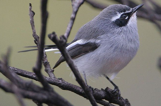 Stenostira scita (Fairy flycatcher) 