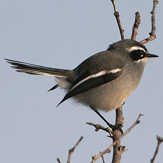 Stenostira scita (Fairy flycatcher) 