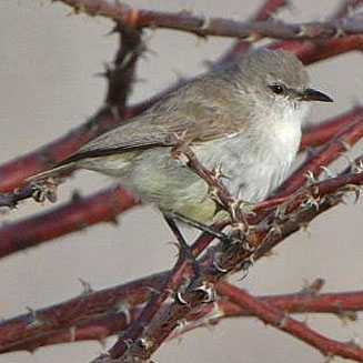 Eremomela icteropygialis (Yellow-bellied eremomela)