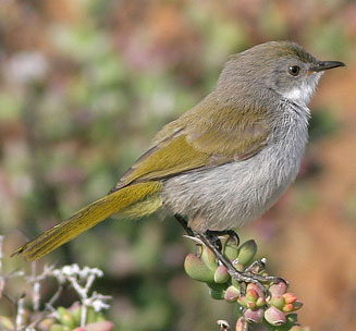 Eremomela gregalis (Karoo eremomela) 