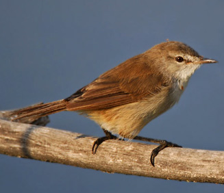 Acrocephalus baeticatus (African reed-warbler, African marsh-warbler)