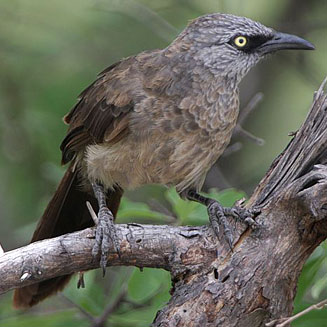 Turdoides melanops (Black-faced babbler)