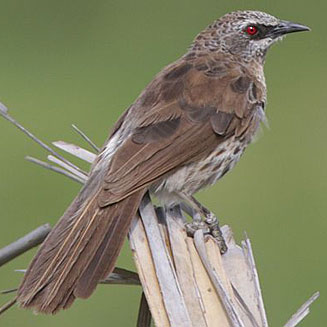Turdoides hartlaubii (Hartlaub's babbler) 