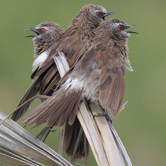 Turdoides hartlaubii (Hartlaub's babbler) 