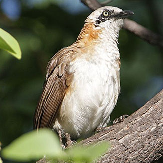 Turdoides gymnogenys (Bare-cheeked babbler)