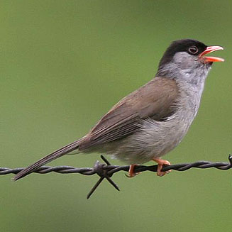 Lioptilus nigricapillus (Bush blackcap)