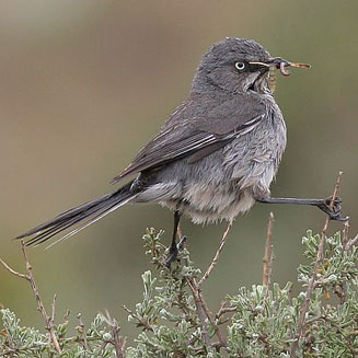 Parisoma layardi (Layard's tit-babbler) 