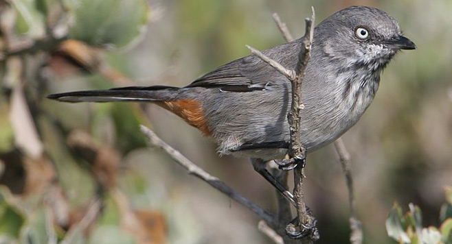 Parisoma subcaeruleum (Chestnut-vented tit-babbler, Tit-babbler