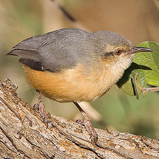 Sylvietta rufescens (Long-billed crombec) 