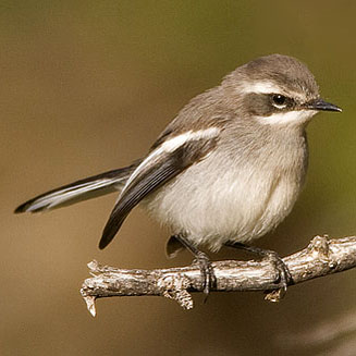 Stenostira scita (Fairy flycatcher) 