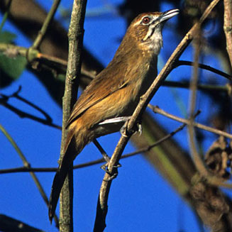 Melocichla mentalis (Moustached grass-warbler, Moustached warbler)