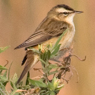 Acrocephalus schoenobaenus (Sedge warbler, European sedge-warbler) 