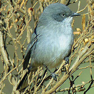 Parisoma layardi (Layard's tit-babbler) 