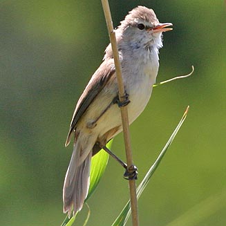 Acrocephalus gracilirostris (Lesser swamp-warbler, Cape reed-warbler)