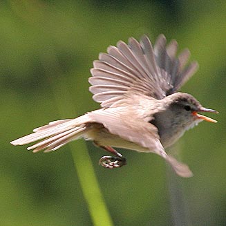 Acrocephalus gracilirostris (Lesser swamp-warbler, Cape reed-warbler)