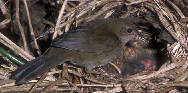 Bradypterus sylvaticus (Knysna warbler)