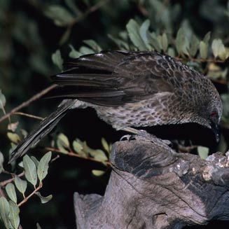 Turdoides hartlaubii (Hartlaub's babbler) 