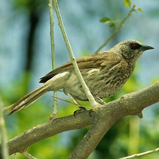 Turdoides hartlaubii (Hartlaub's babbler)